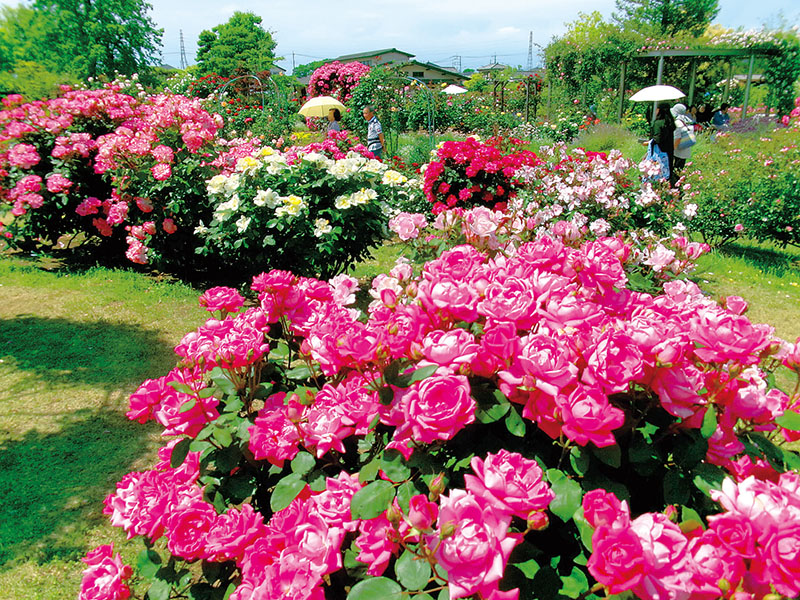 見頃を迎えたバラの花