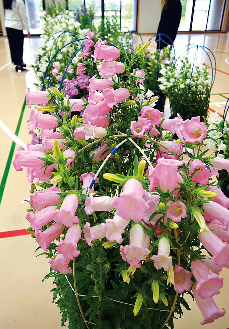 風鈴のような形の花々を咲かせているフウリンソウ