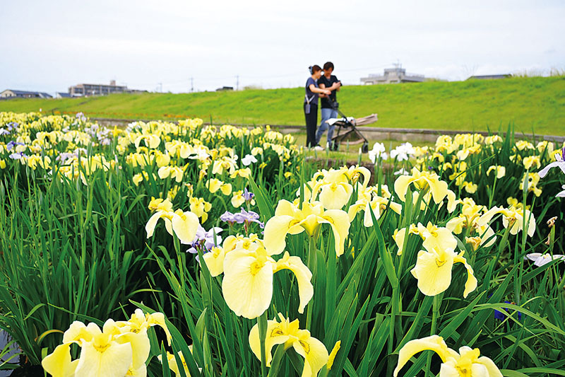 咲き始めたハナショウブを背景に写真を撮る市民ら