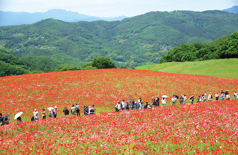 新緑の山々を背景に赤や白、ピンクの花が咲き誇るポピー