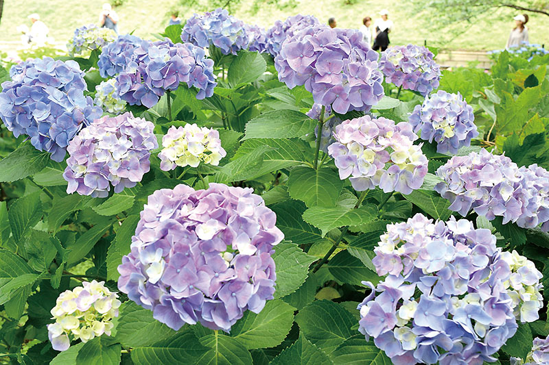 園内を彩るアジサイの大輪