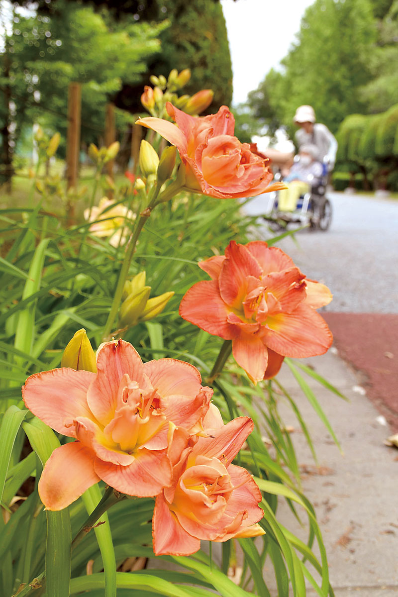 来園者の目を楽しませているヘメロカリス＝4日、川口市西青木の青木町公園