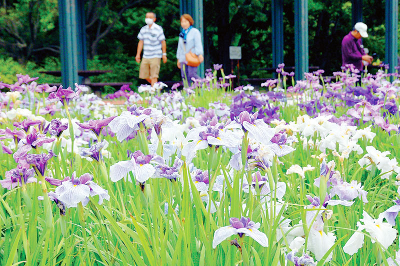 ほぼ満開になったハナショウブ＝10日、熊谷市西別府の別府沼公園