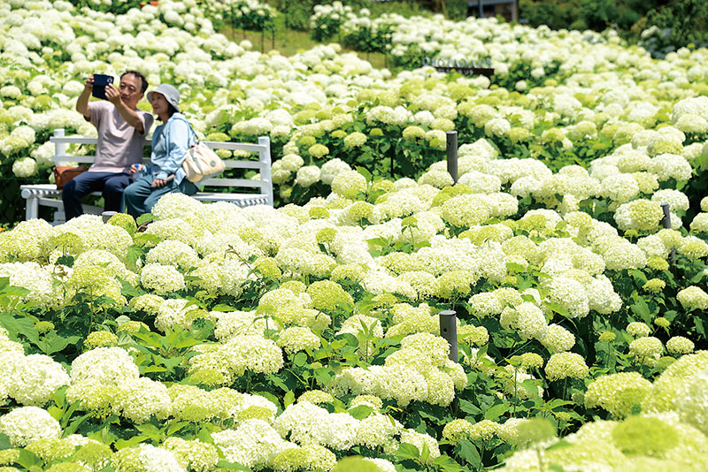 間もなく本格的な見頃を迎えるアナベル＝13日、長瀞町長瀞の花の里