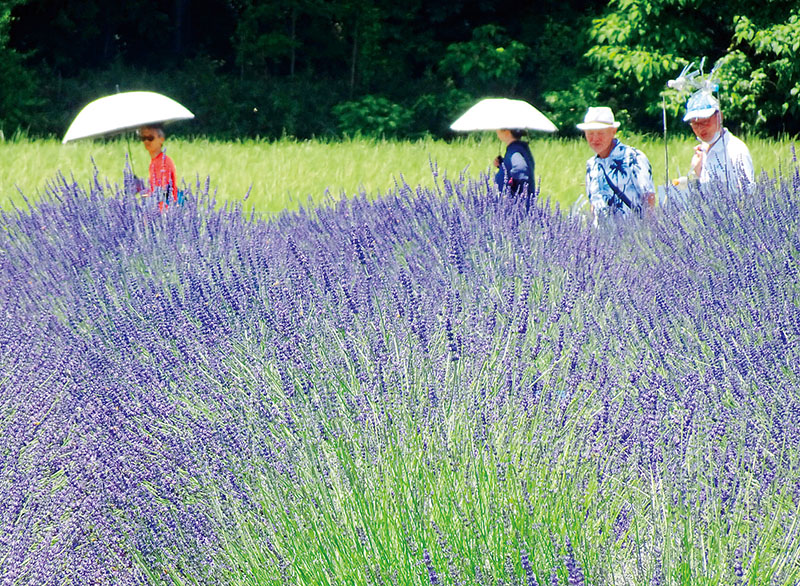 見頃を迎えたラベンダー＝17日午前、嵐山町鎌形の「千年の苑ラベンダー園」