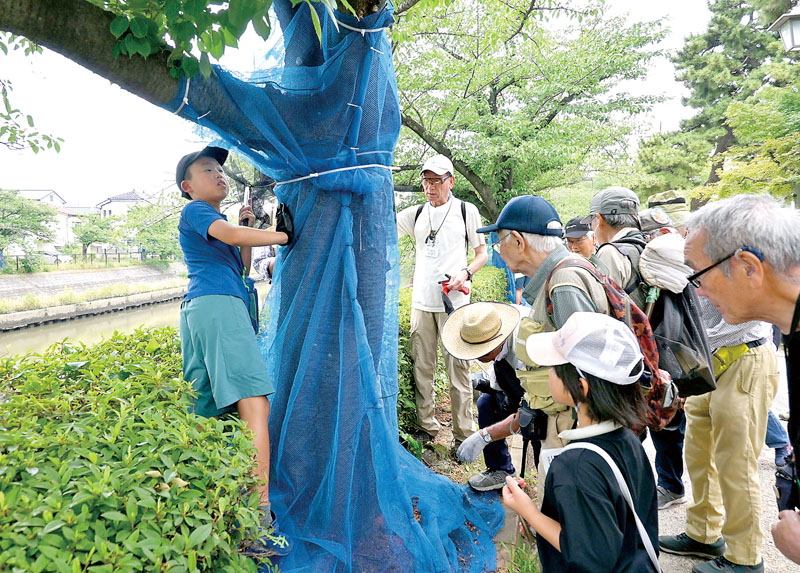 クビアカツヤカミキリを探す駆除体験会の参加者＝14日、草加市神明の札場河岸公園