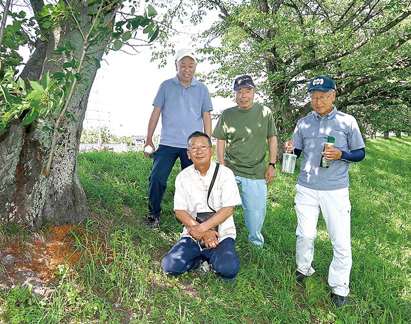 クビアカツヤカミキリの被害が確認されたこだま千本桜のソメイヨシノと、捕獲作戦を行う高柳さくらの会のメンバー＝本庄市児玉町高柳