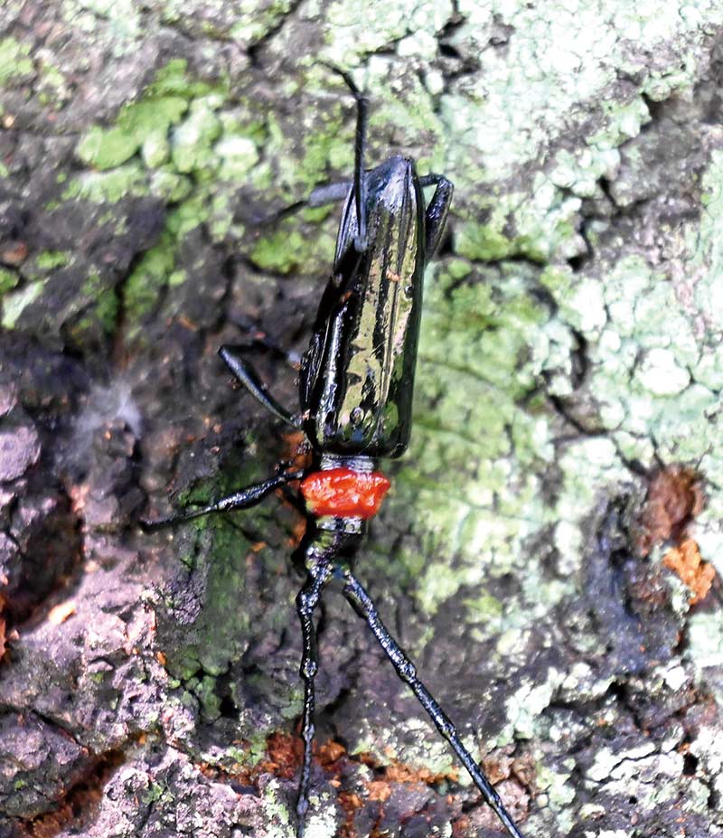 こだま千本桜で見つかったクビアカツヤカミキリ