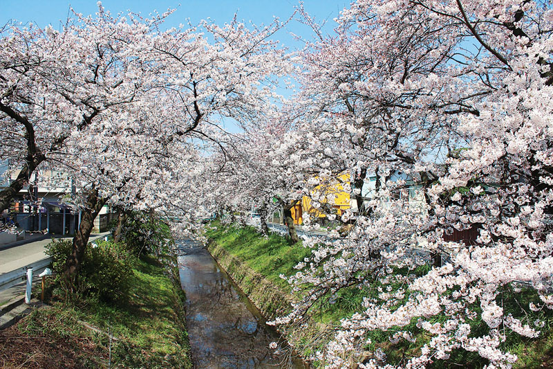 JR深谷駅南口周辺の上唐沢川の桜（2012年4月撮影、深谷市提供）