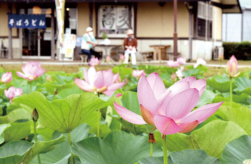 水上にピンクの大輪を広げる古代蓮の花＝白岡市千駄野のしらおか味彩センター
