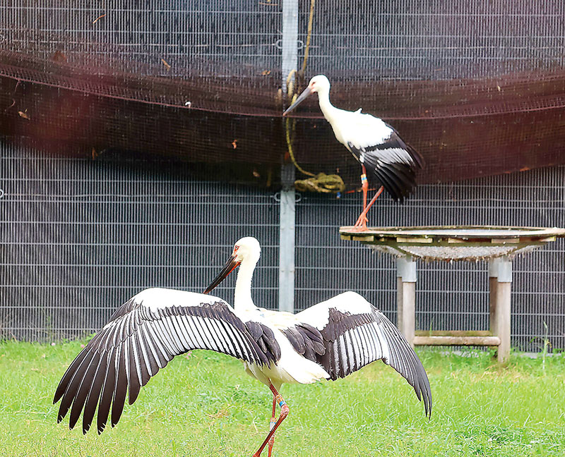 羽を広げて飛び立つかのようなしぐさを見せるコウノトリ