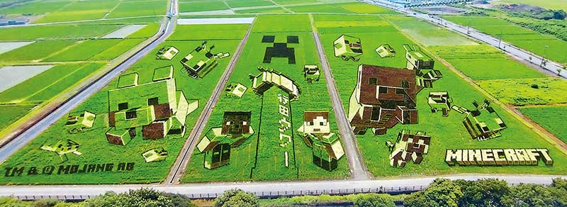 見頃になった田んぼアート