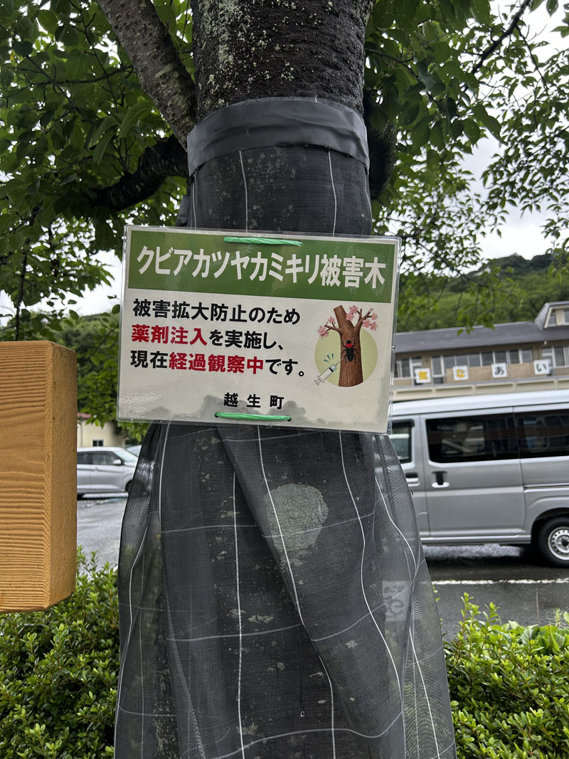 防虫ネットが張られた木