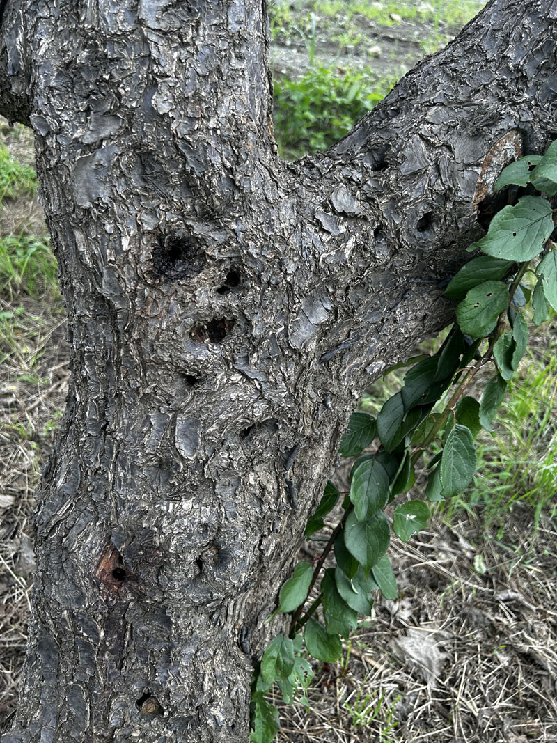 クビアカの成虫の脱出孔