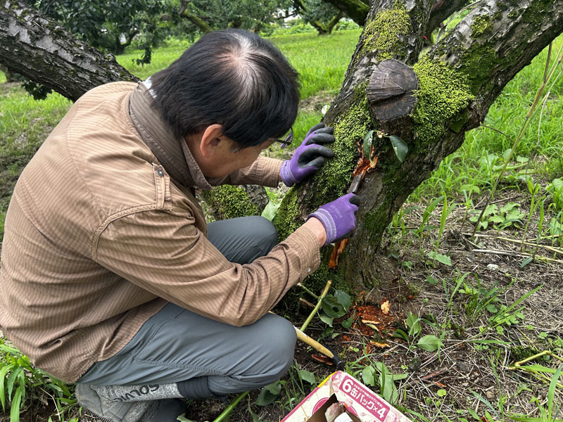 ノミで木の幹を削る様子