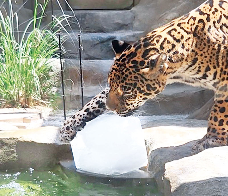 氷をたぐり寄せるジャガー（東武動物公園提供）