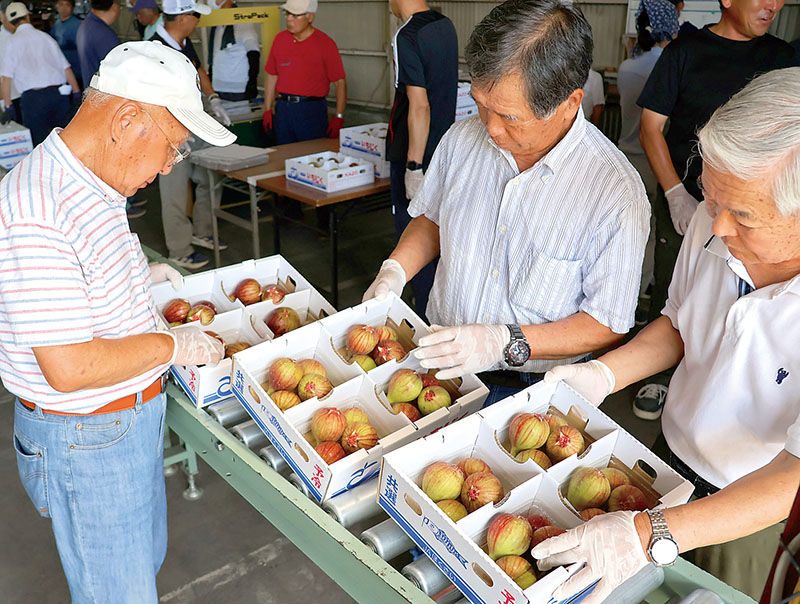 出荷前に検品をする組合員＝6日午後、加須市中種足のJAほくさい種足野菜集荷所