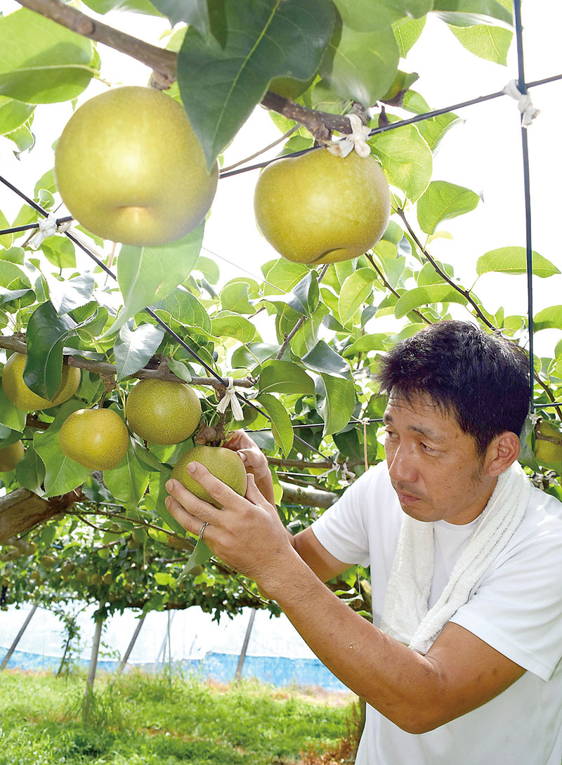 たわわに実った梨を収穫する荒井庄一さん＝6日午前、白岡市荒井新田