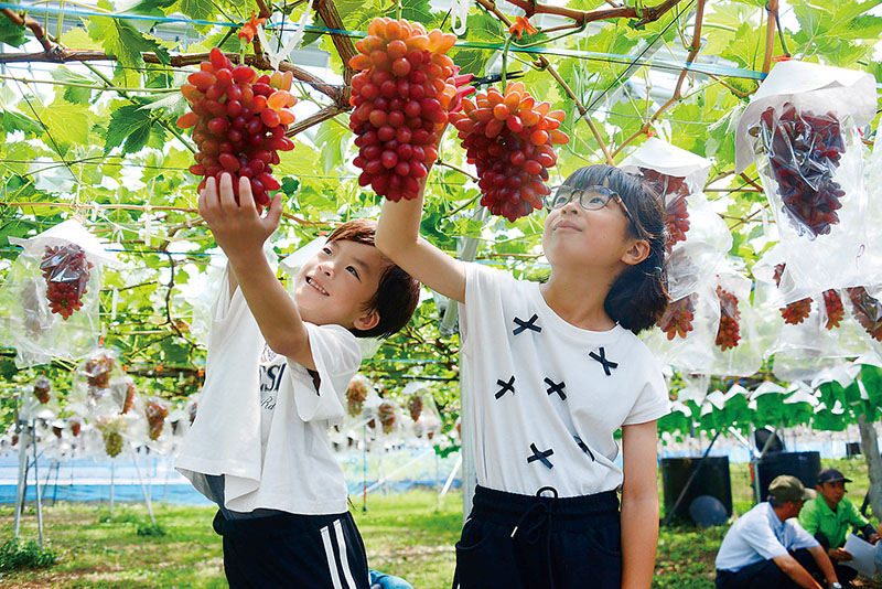 ちちぶ山ルビーを収穫する子どもたち＝10日午前、長瀞町本野上の長瀞果樹園
