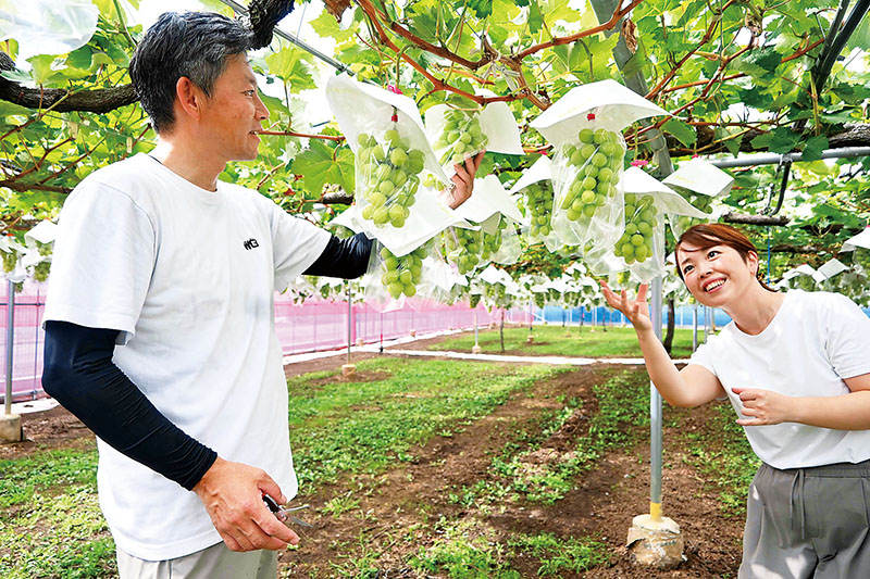 シャインマスカットの実り具合をチェックするスタッフら＝越谷市中島の林ぶどう園