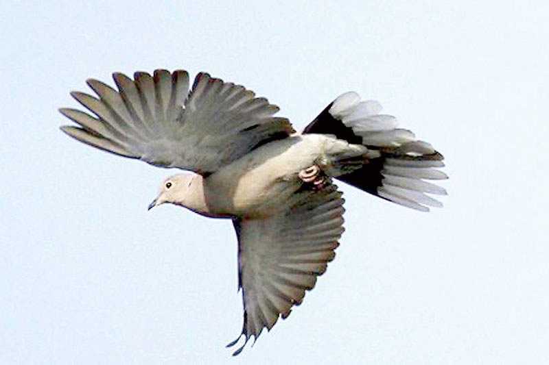 国の天然記念物で県民の鳥として親しまれる「シラコバト」（県提供、小峯昇氏撮影）