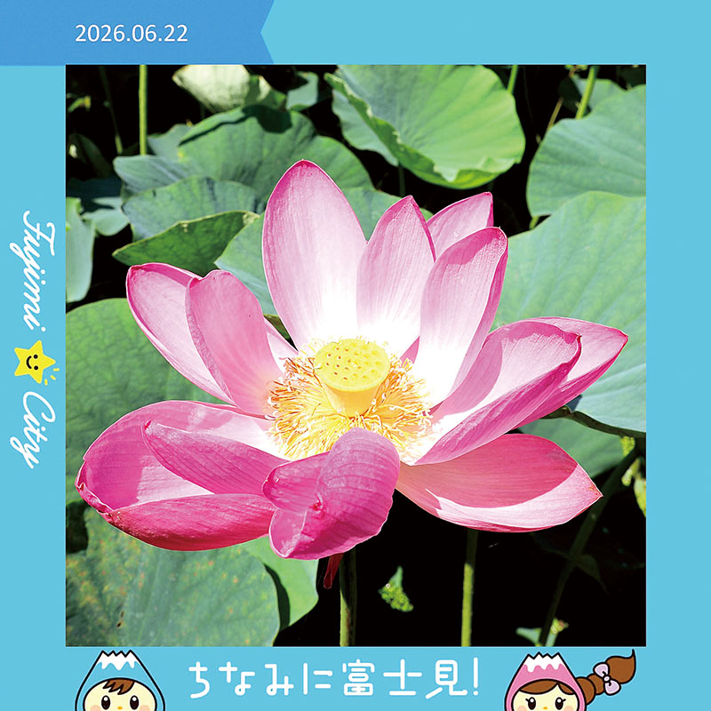 市が今年6月にインスタグラムで紹介した難波田城公園の蓮の花（富士見市提供）