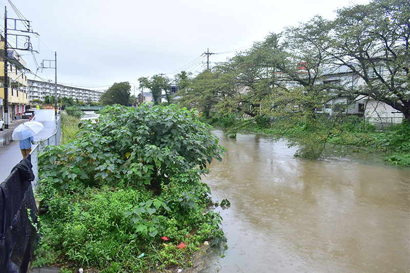 大雨で水位が上昇する新方川＝21日午後0時半ごろ、春日部市千間1丁目付近