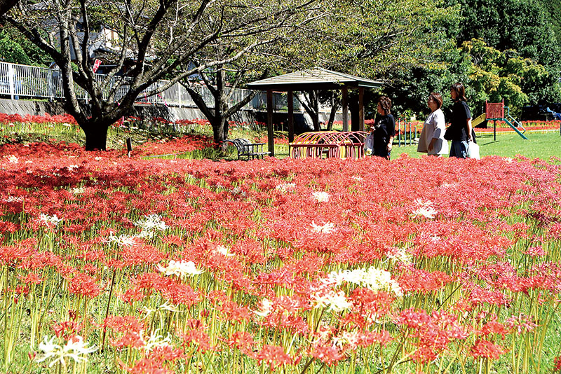 ふれあい広場の周辺では紅白のヒガンバナを見ることができる