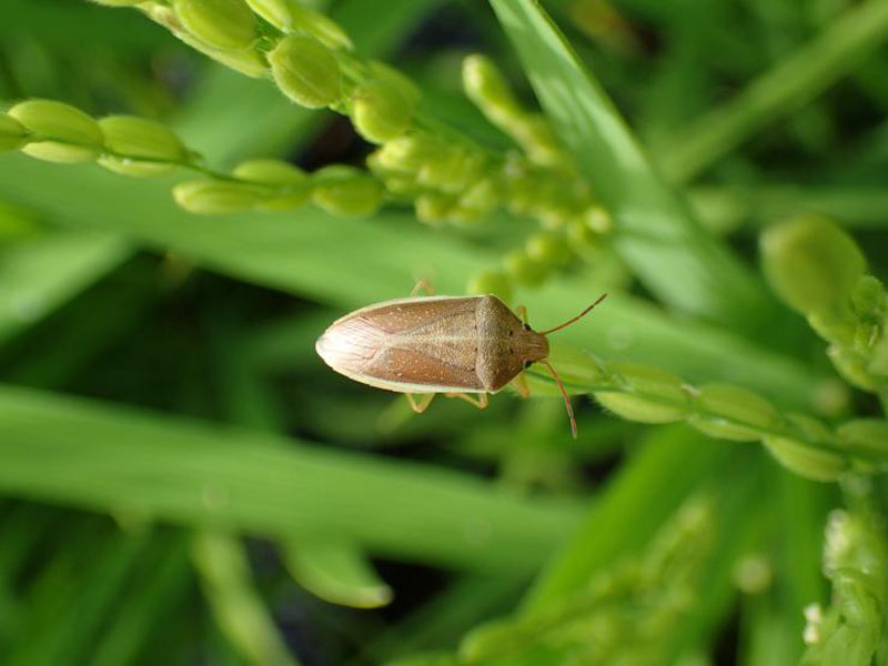 穂を加害するイネカメムシ成虫（埼玉県病害虫防除所提供）