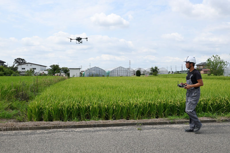 農業用ドローンによる田んぼへのイネカメムシ防除薬散布＝8月20日、越谷市恩間新田のニイザカファーム
