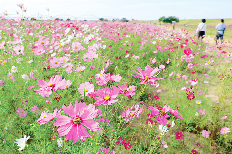広い花畑に咲き誇るコスモス＝鴻巣市明用「コスモスアリーナふきあげ」周辺の花畑