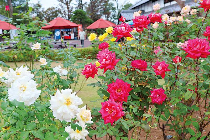 秋バラが楽しめる「花久の里」＝21日、鴻巣市関新田