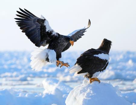 知床に越冬オオワシが飛来                                        流氷の海、大きな翼広げ