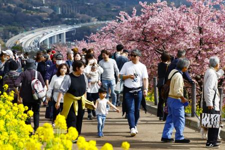 河津桜や菜の花が見頃を迎えた神奈川県松田町の西平畑公園を訪れた観光客ら。季節外れの暖かさとなり、薄着の人も見られた＝２０日午後