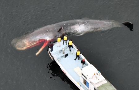 堺市の大阪湾内で漂流するクジラ。現地調査で死んでいるのが確認された＝１９日