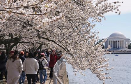 　ワシントン中心部に流れるポトマック川沿いで桜を見る観光客ら＝２１日（共同）