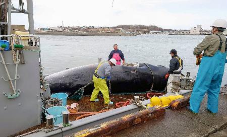 　北海道の根室沖で捕獲され、水揚げされたミンククジラ＝１日、北海道根室市（和歌山県の太地町漁協提供）