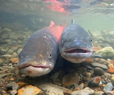 　産卵のため、北海道北部の川の上流域を遡上するイトウのペア。雄（左）は鮮やかな赤の「婚姻色」に染まっている＝２６日