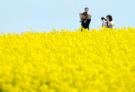 一面に咲き誇る菜の花畑を散策する家族連れ＝１９日午後、北海道滝川市