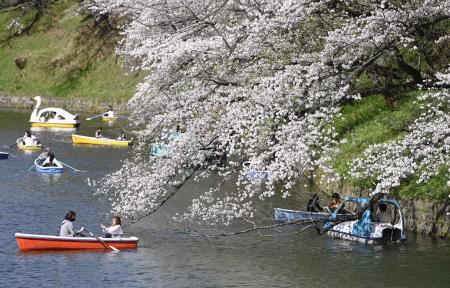 桜が満開の東京・千鳥ケ淵で、ボートに乗って花見を楽しむ人たち＝４月