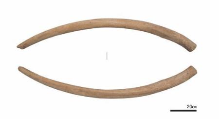 大型クジラの肋骨だったことが分かった正倉院宝物の「象牙」（正倉院紀要から転載）