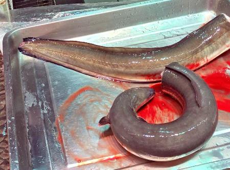 　香港の魚市場で売られていたニホンウナギ（中央大の海部健三教授提供）