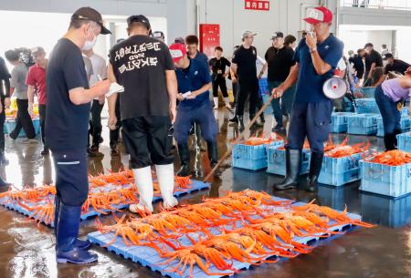 　新湊漁協の卸売市場で行われた、ベニズワイガニの初競り＝１１日午後、富山県射水市