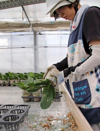 竜巻で温室の天窓が割れ、洋ランの苗に刺さったガラスを除去する従業員＝１２日午後、静岡県牧之原市