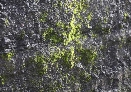 小笠原諸島・西之島で確認されたコケ植物の一種（自然環境研究センターの森英章上席研究員提供）
