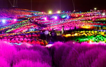 茨城県ひたちなか市の国営ひたち海浜公園で始まった一年草「コキア」のライトアップ＝１２日夜