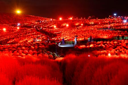 　茨城県ひたちなか市の国営ひたち海浜公園で始まった一年草「コキア」のライトアップ＝１２日夜