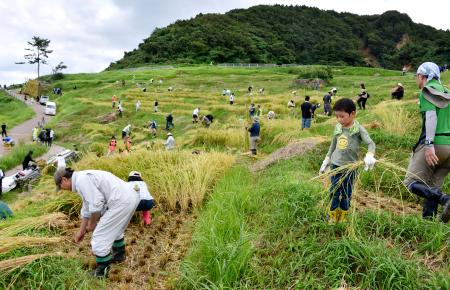 石川県輪島市の「白米千枚田」で稲刈りをするボランティアら＝１５日午前