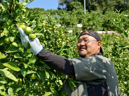 和歌山県上富田町で「極早生ミカン」を収穫する前田純志さん＝１６日午前