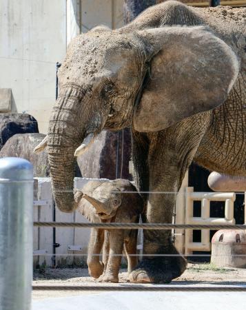 広島市の安佐動物公園で報道公開されたマルミミゾウの子ども。上は母親の「メイ」＝１６日午後